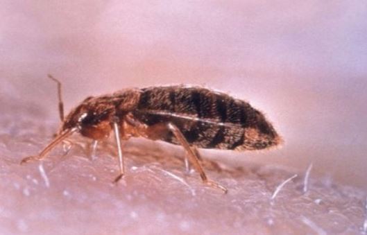 an image of a bed bug in Berkeley, CA