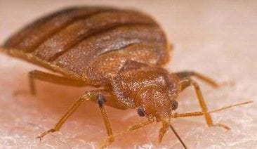 bed bug exterminator berkeley