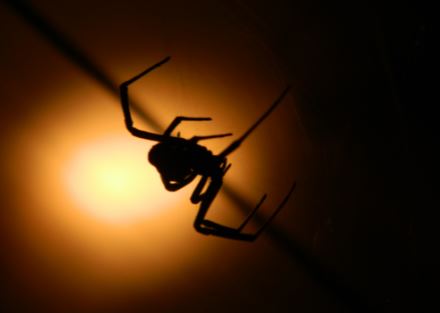 black widow night time infestation
