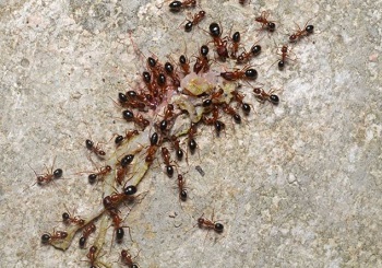 carpenter ants pest control berkeley ca