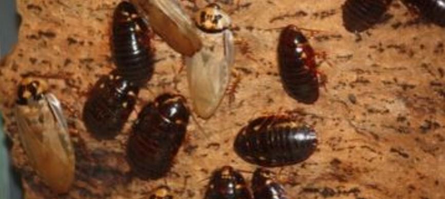 This is an image of roach pest control