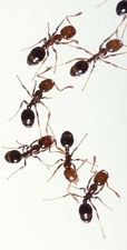 fire ant exterminator berkeley ca