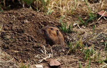 gophers holes traps rodents