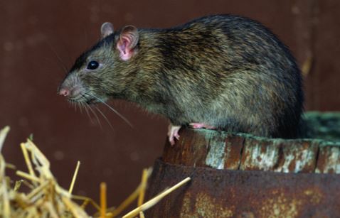 norway rat extermination removal