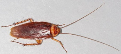 american cockroaches exterminator berkeley ca