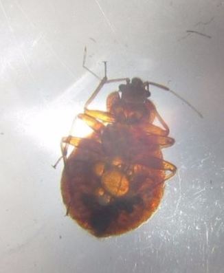 a picture of a bed bug extermination in berkeley, ca