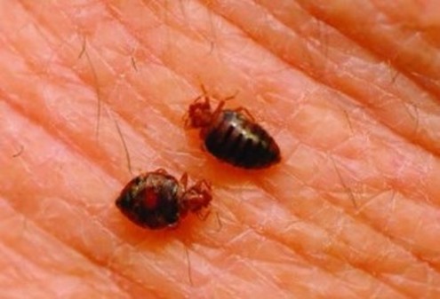 this is an image of berkeley bed bug control