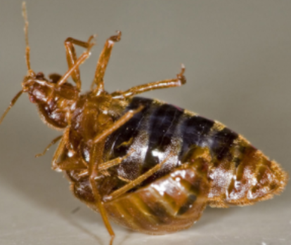 this is an image of bed bugs exterminator