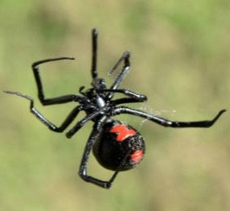 black widow spider web