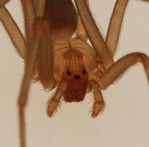 brown recluse spider appearance