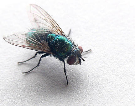 this is an image of fly of popular alameda exterminator pests