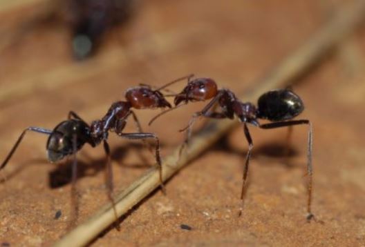 an image of an ant infestation extermination in berkeley, ca