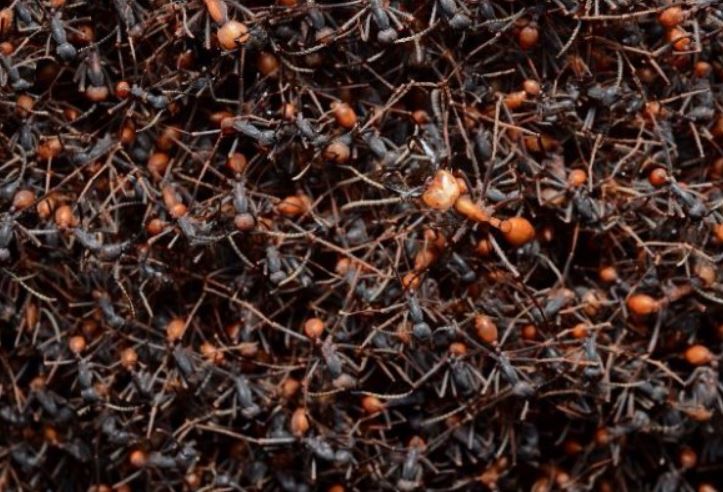 a picture of an ant infestation in Berkeley, ca
