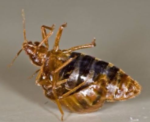 an image of a pest control exterminator in pleasanton, ca
