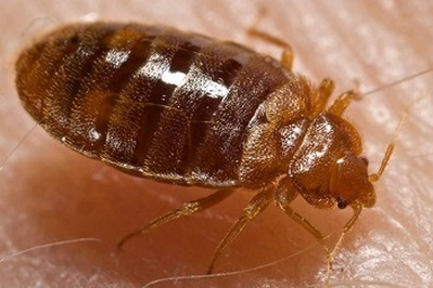 bed bug pesticide control