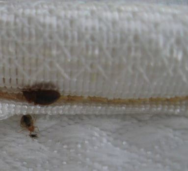 bedbugs in mattress this is an image of commercial bed bug control in berkeley. ca