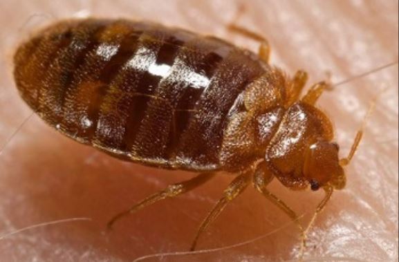 This is an image of bed bug