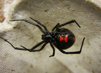 black widow spider control richmond ca