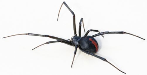 black widow spider invasion