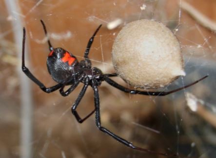 black widow spider reproduction cycle