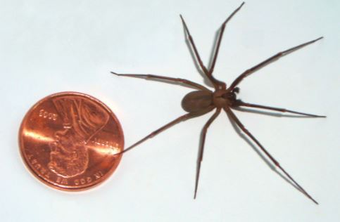 brown recluse spider size color
