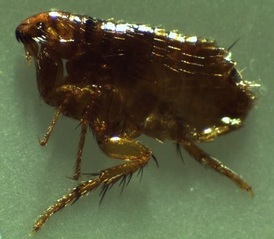 cat fleas pest control berkeley ca