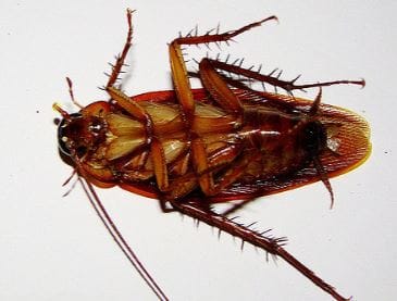 cockroach extermination berkeley