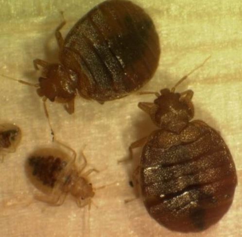 a picture of a cockroach infestation in berkeley, ca