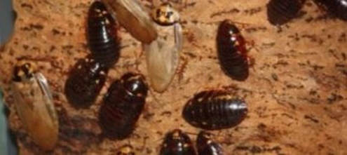 this is an image of cockroach control in berkeley, ca