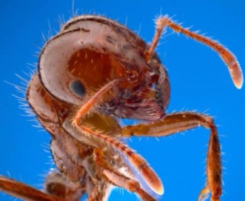 an image of a fire ant in El Cerrito, CA