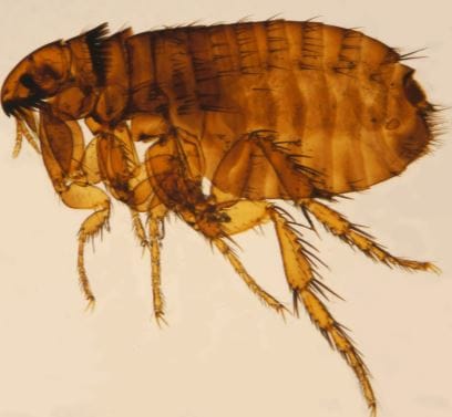 flea prevention experts berkeley