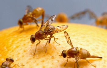 fruit flies pest control berkeley ca
