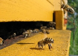 honey bees berkeley ca