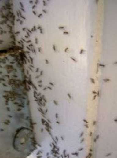 ant control berkeley california
