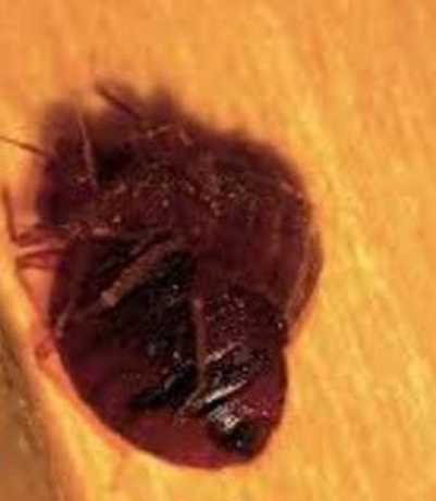 Featured image of post Bed Bug Exterminator Berkeley Bedbugs are active mainly at night and usually bite people while they are sleeping