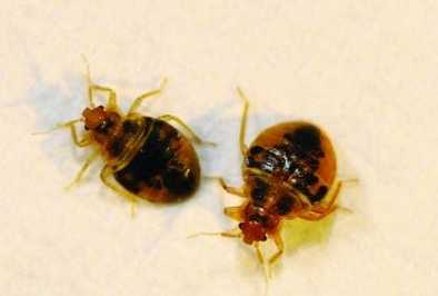 bed bug exterminators berkeley ca