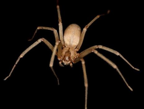 brown recluse spider removal