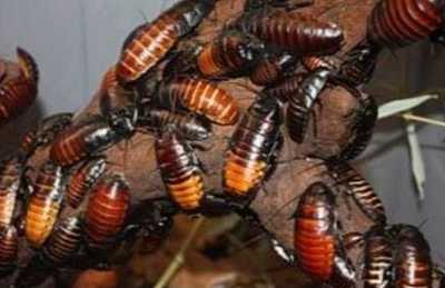 cockroaches control berkeley ca