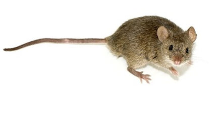 mice traps rodents berkeley ca