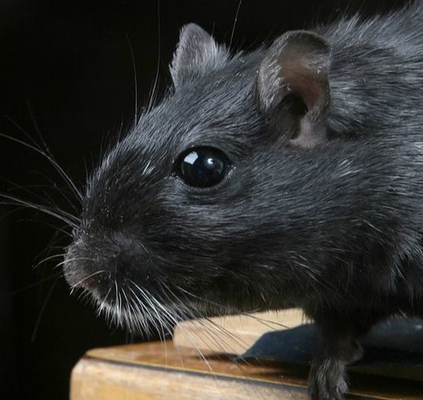 this is a picture of rat control in berkeley