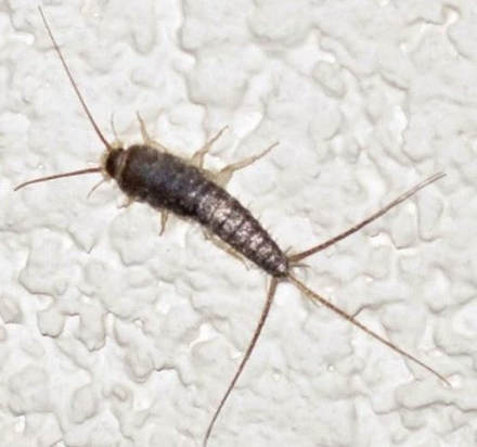 this is a picture of silverfish popular alameda exterminator pests