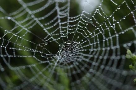 spider web removal infestation extermination