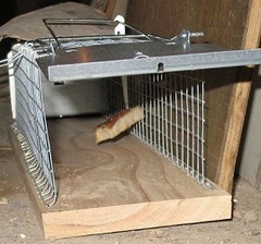rat traps rodents berkeley ca