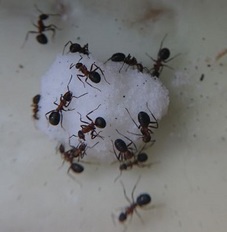 sugar ants Berkeley pest control