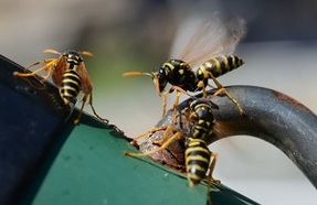 wasp control berkeley ca
