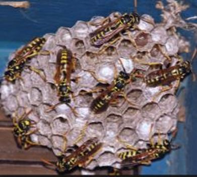 wasps pesticide control